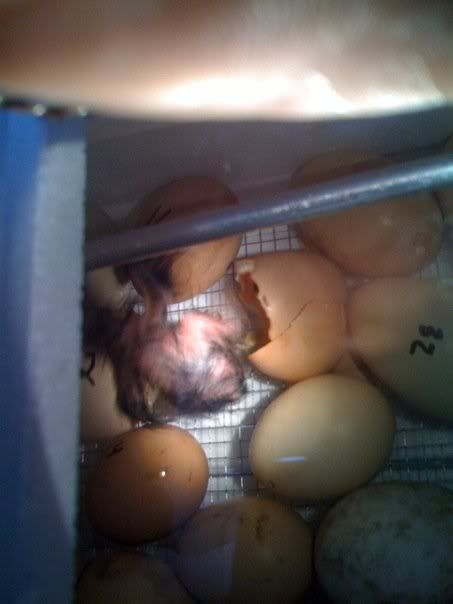 2chick2.jpg