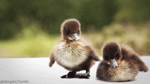 900x900px-LL-1ccbf53d_tumblr_mqq2w9Rc8H1sd9cjeo1_500.gif