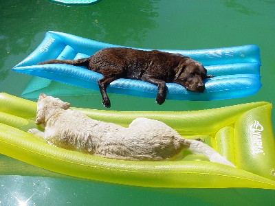 dogs.jpg