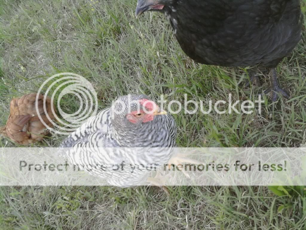 Chicken2.jpg