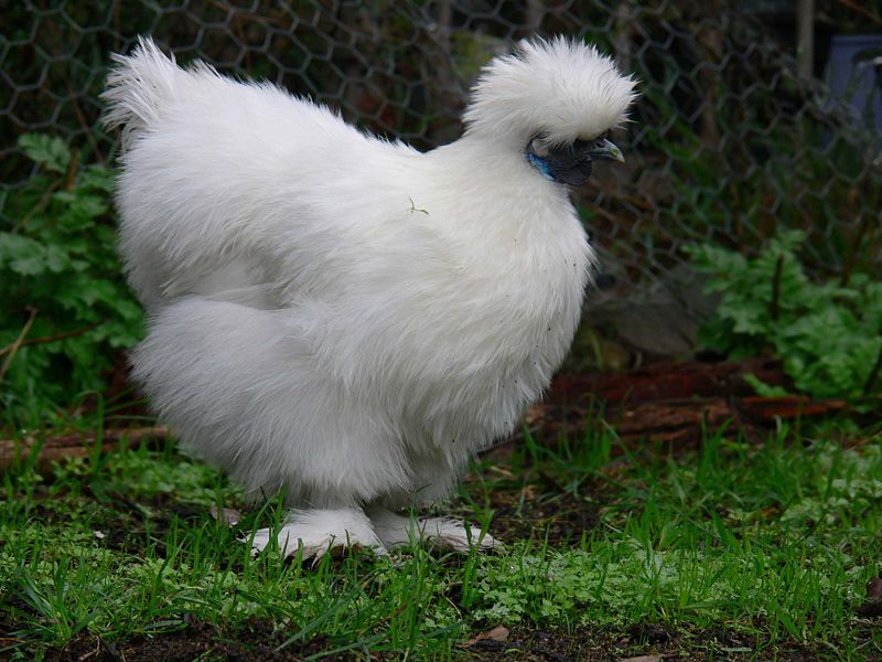 800px-Silky_bantam.jpg