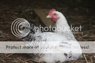 5262009chickens040.jpg