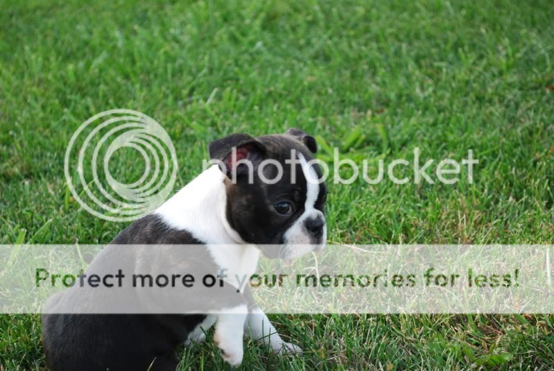 Puppies8weeks015.jpg