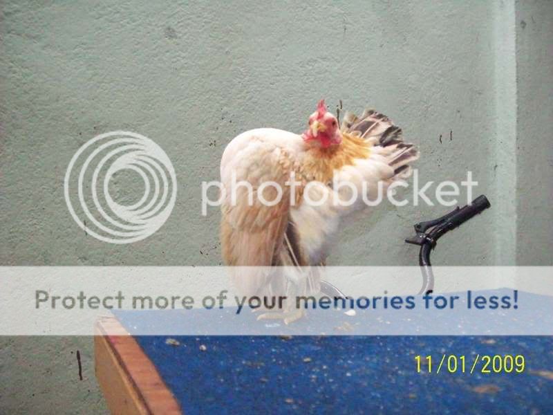 100_19043.jpg