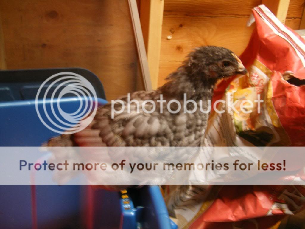 DSCF1908.jpg