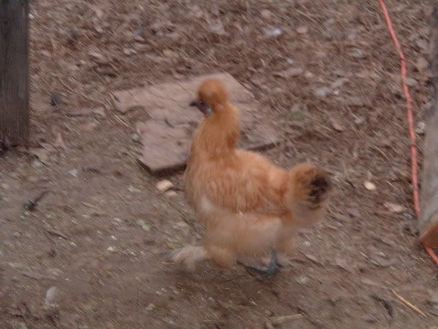 SilkiesOthers052.jpg