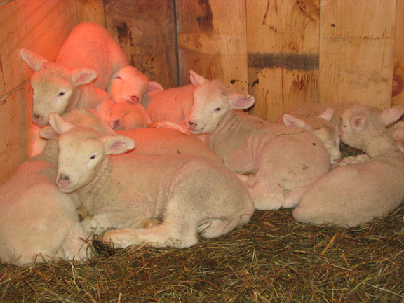 lambs_in_a_pile.jpg
