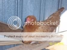 speck.jpg