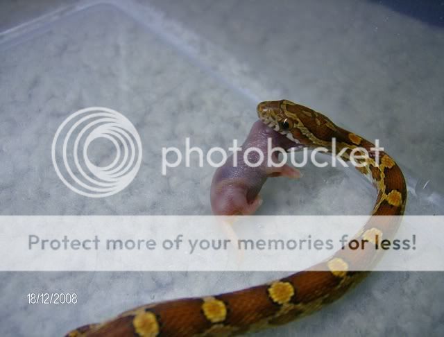 EatingSnakes013.jpg