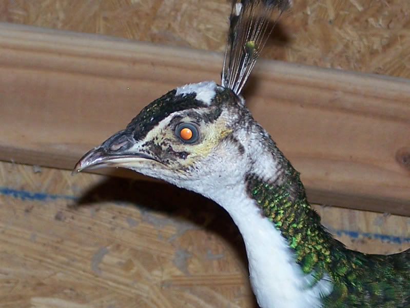 100_2325.jpg