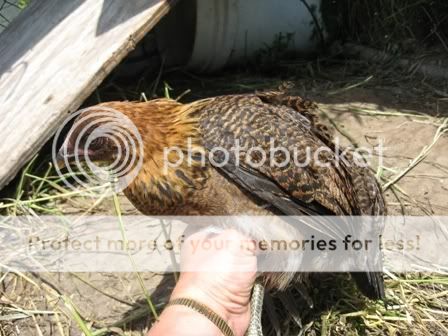Wchick1.jpg
