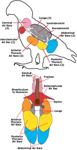respiratorysystem_0.gif