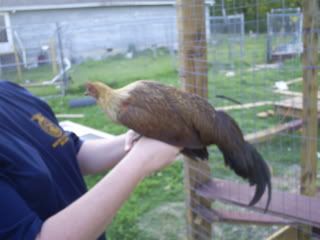 chicksandcoopo051.jpg