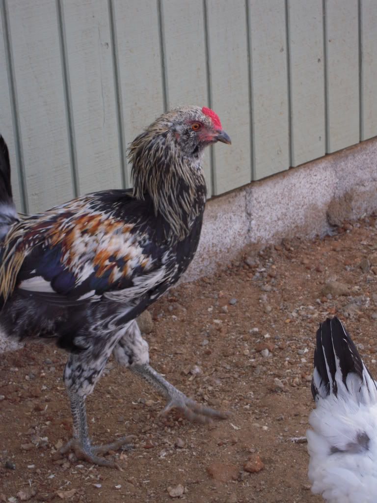 chickens114.jpg