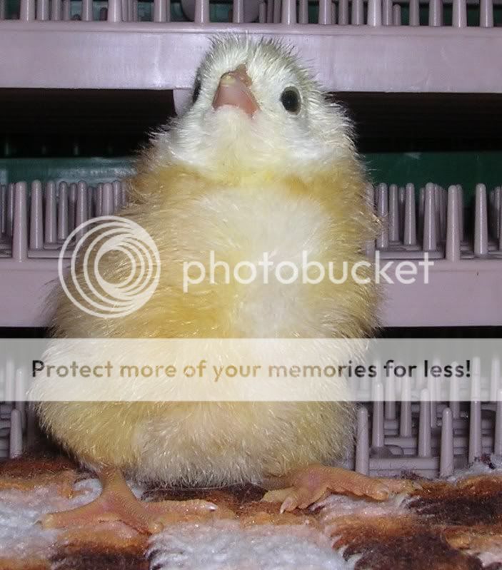 Chick33.jpg