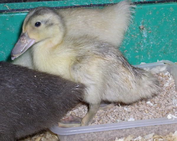 NewDuckieResize.jpg