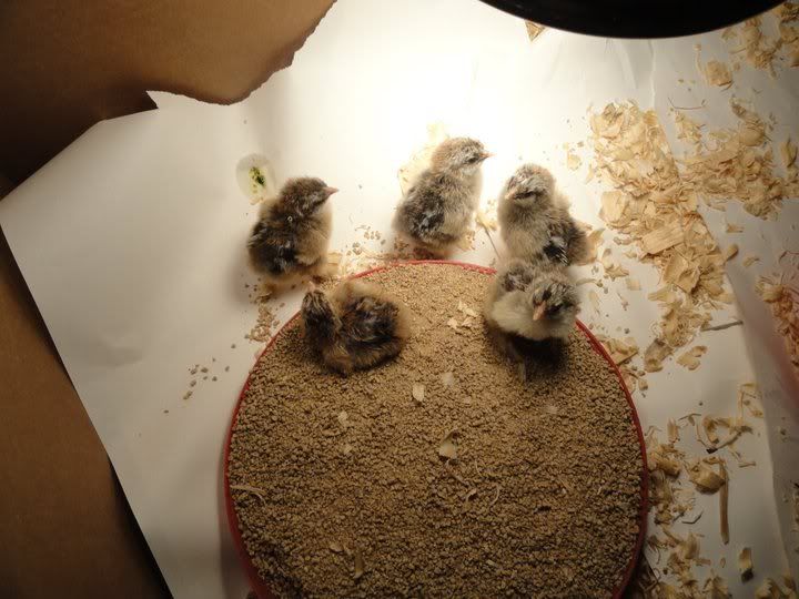 chicks4.jpg