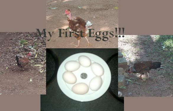 chickencollage.jpg