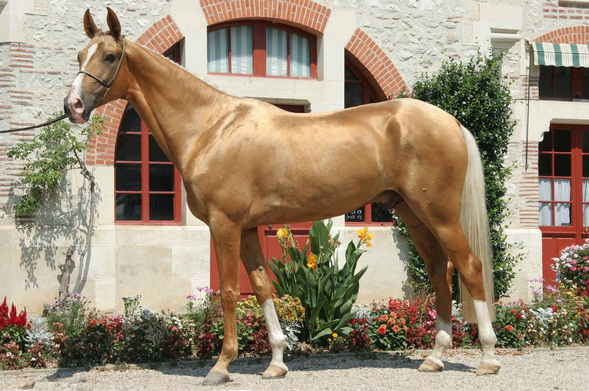 Ikon-_Golden_Akhal_Teke-Stallion.jpg