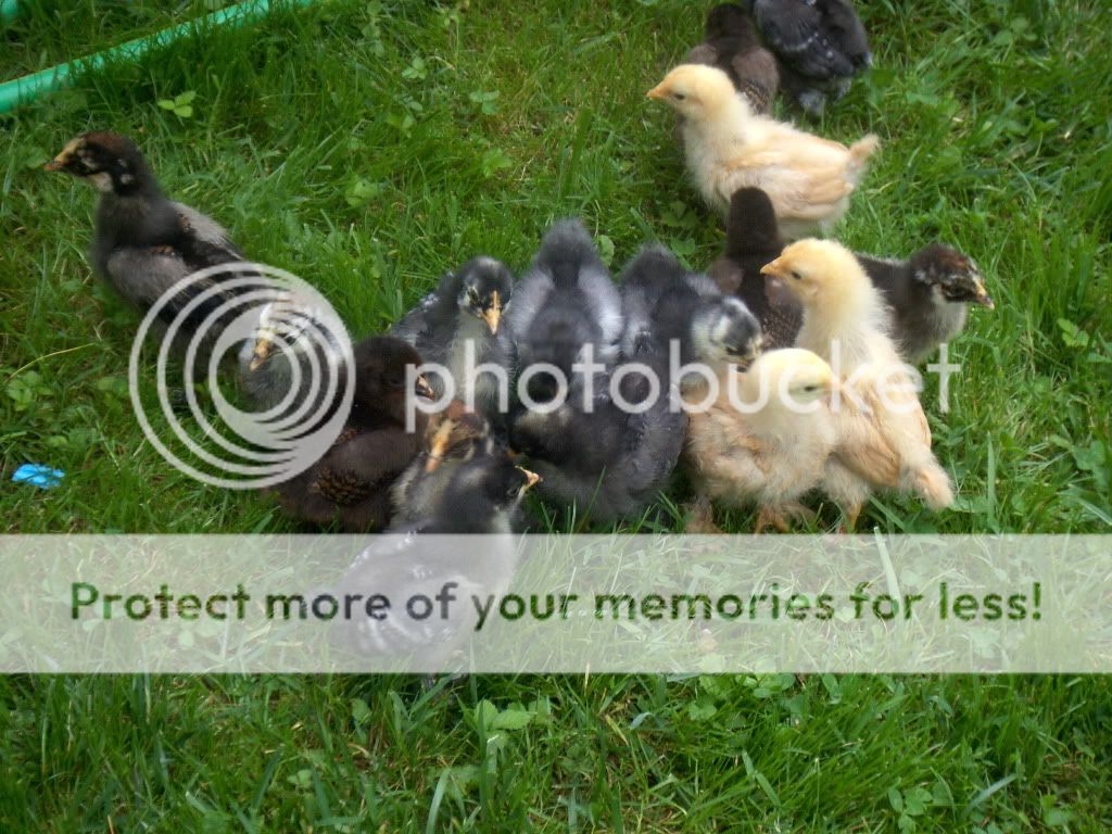 PaitonsBirthdayandChickPictures125.jpg