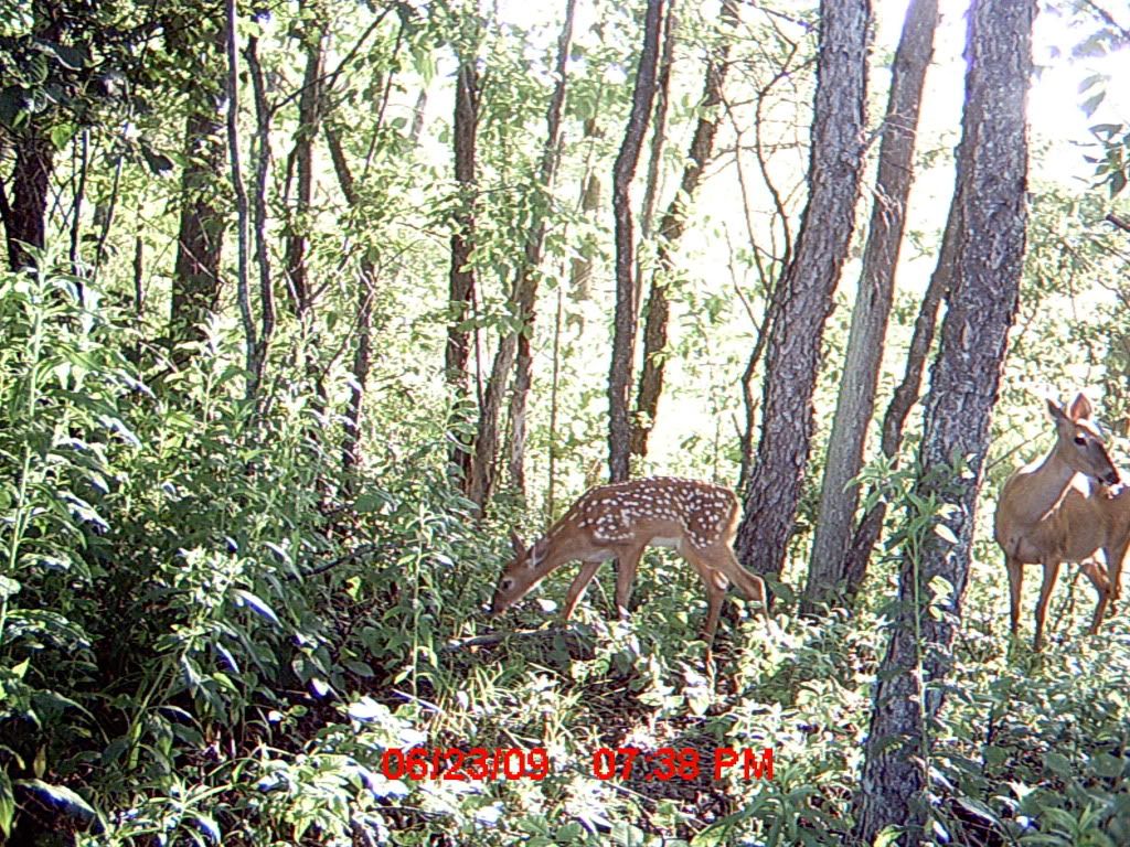 trail40-1.jpg