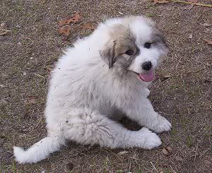 puppy02.jpg