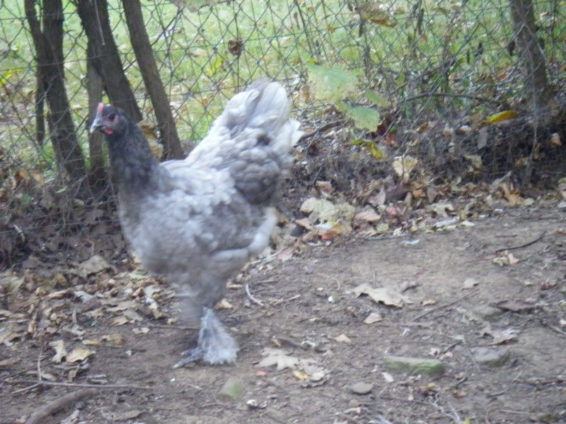 Chickenpics015.jpg