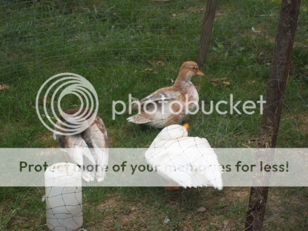 CallDucks017.jpg