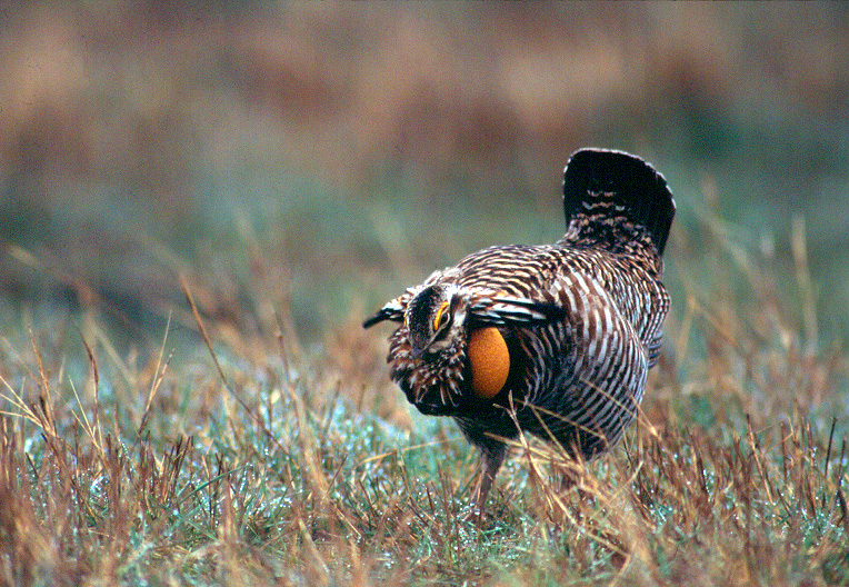 PrairieChicken.jpg