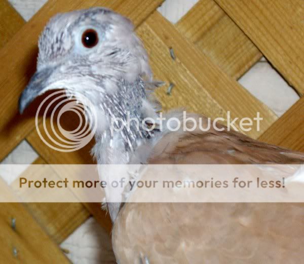 Molting.jpg