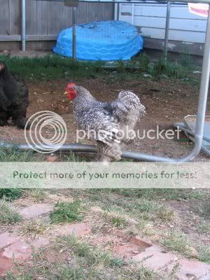 Img_0717a.jpg