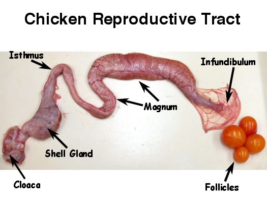 chickentract4.jpg