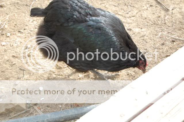 araucana2017.jpg