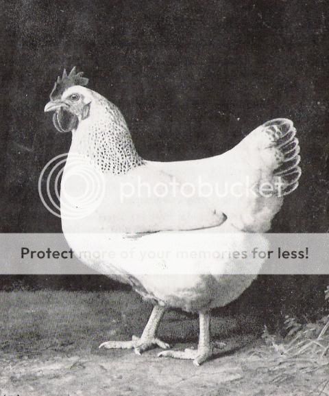 28442_1968_-_delaware_female.jpg
