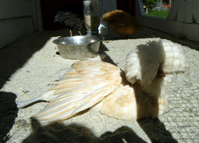 DSCF1036.jpg