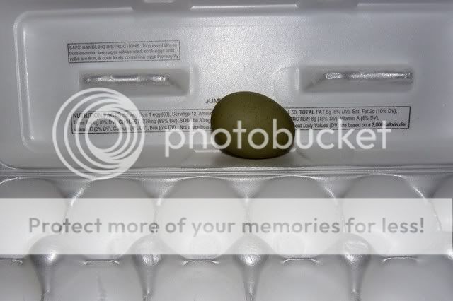 OliveEgg.jpg