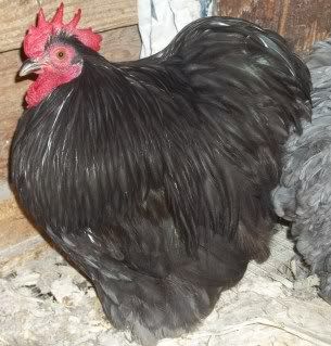 EasterBDChicks110.jpg