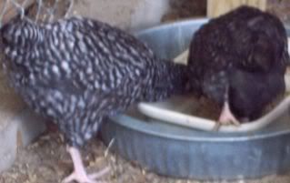 marans3.jpg