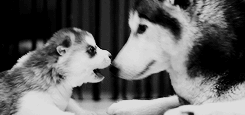 tumblr_lz4zlbbvKe1r2fs0co4_250.gif