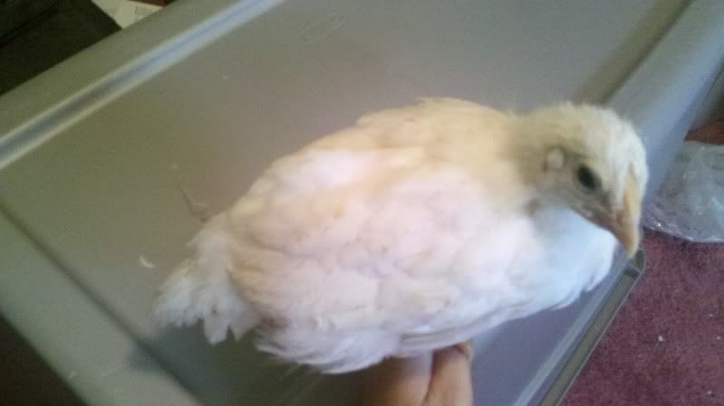 2011-05-28_15-19-43_977.jpg