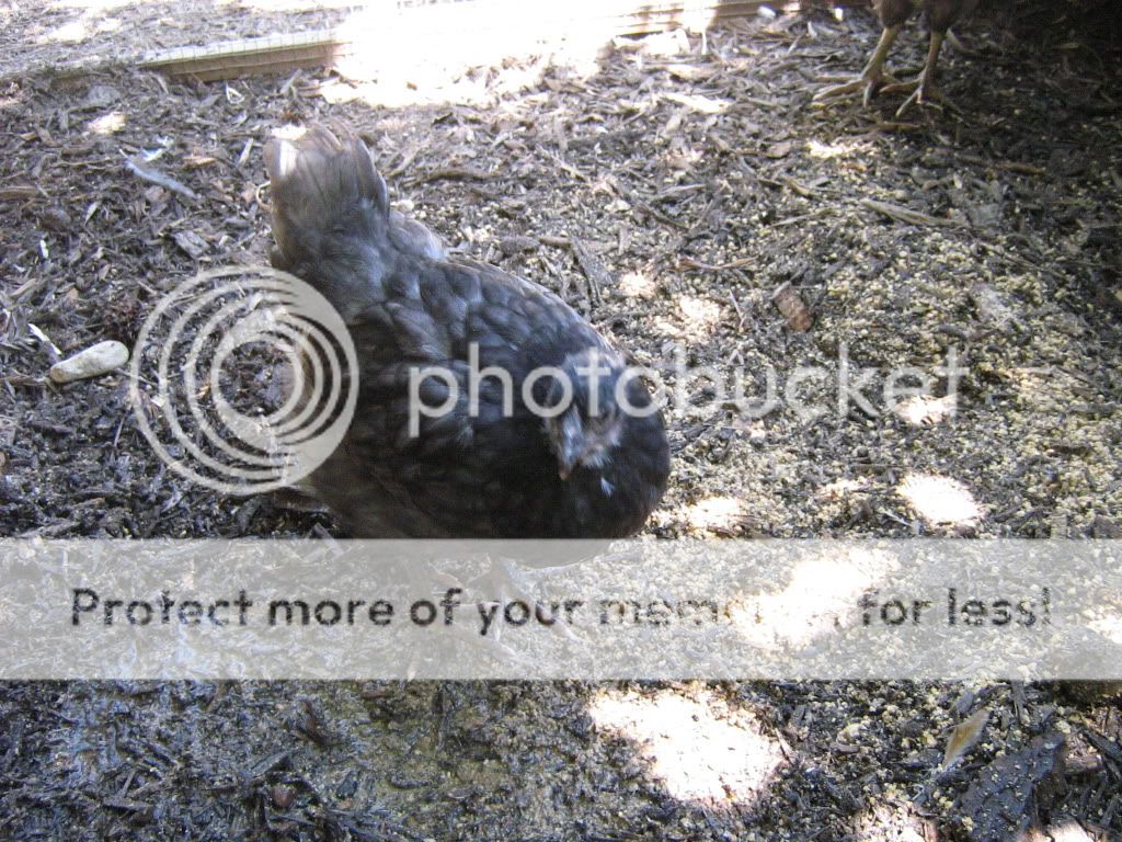 Chickens14and10weeks013.jpg