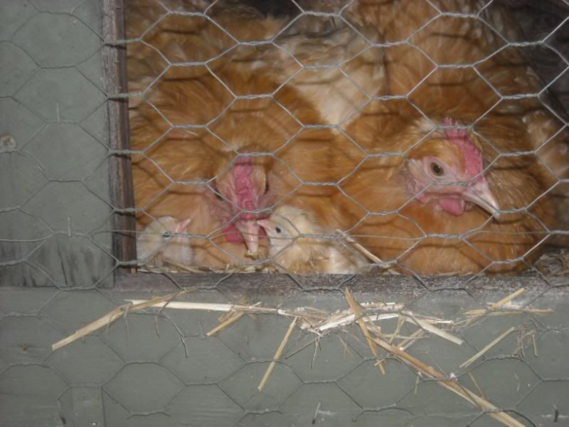 MamaandBabies.jpg