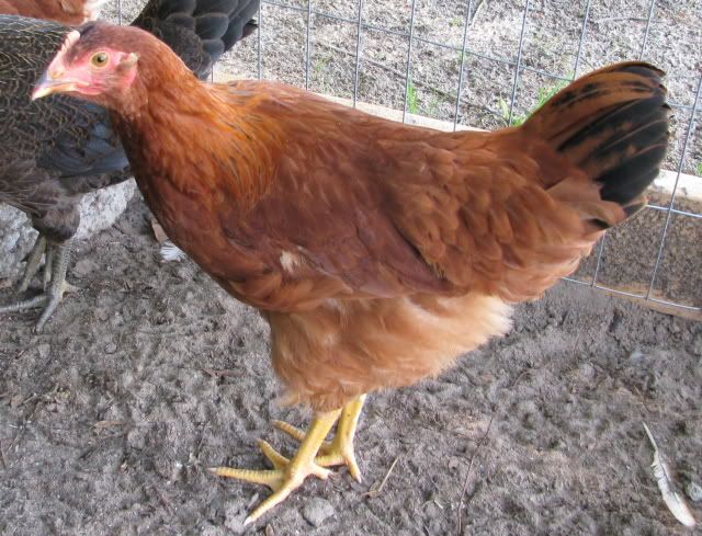chick1.jpg
