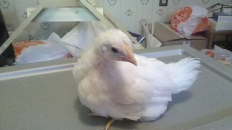 2011-05-28_15-22-49_656.jpg