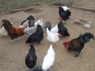 Christmasandbirds423.jpg