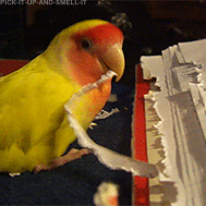 tumblr_lzzo0rHGKv1qgcr5yo2_250.gif