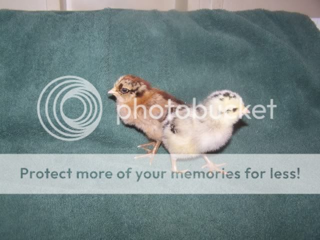 Orderhatched002.jpg