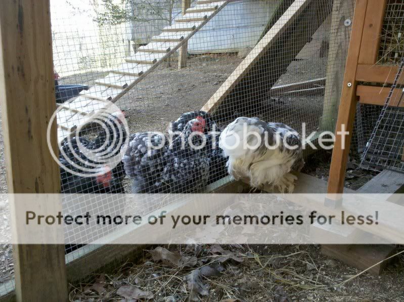 138047890_photobucket_3589_.jpg