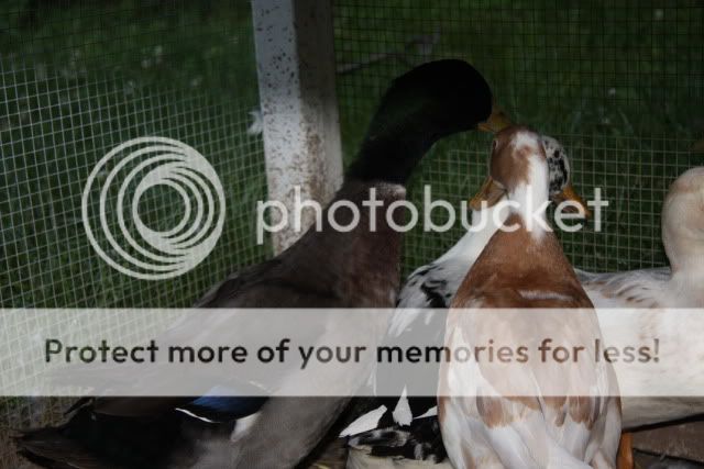 Ducks232.jpg