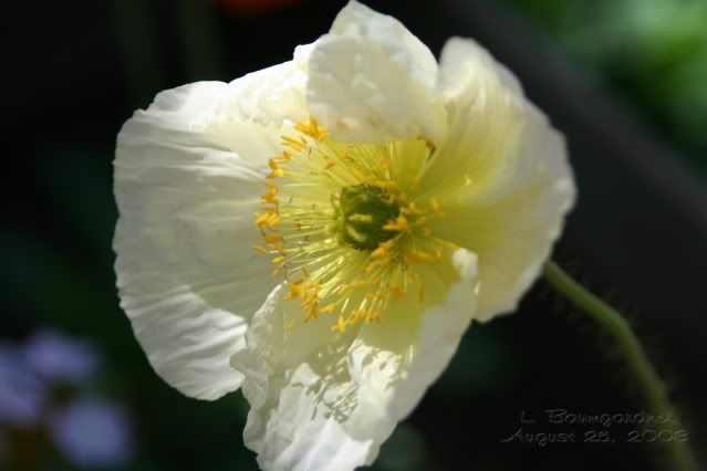 Flowers003-1.jpg